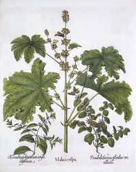 Krause Malve, Falscher Diptam, Kretischer Andorn, aus Hortus Eystettensis, von Basil Besler, veröffentlicht 1613